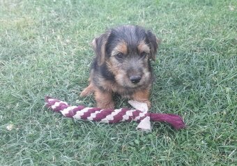 Norfolk terrier - 3