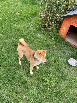 Shiba Inu - 3