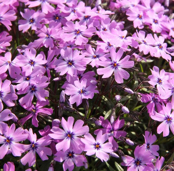 Flox šidlolistý - 3