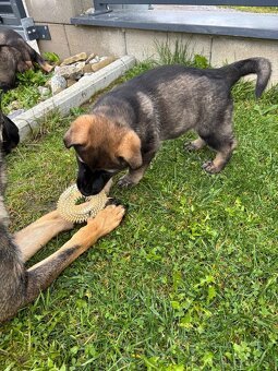 Nemecký ovčiak - 3