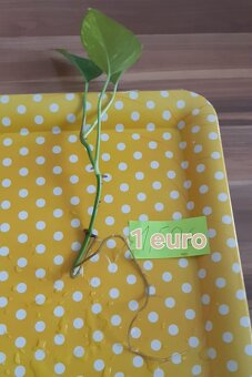 Zakorenené izbove rastliny - 3