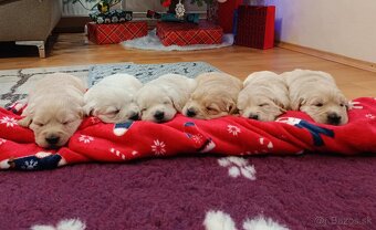 Zlatý retriever s PP - 3