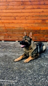 Nemecký ovčiak - 3