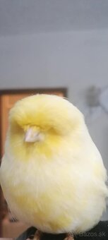 Kanariky Norwich - 3