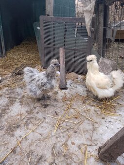 Kohút hodvabnicky - 3