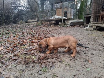 Alpský jazvečíkovitý durič - 3