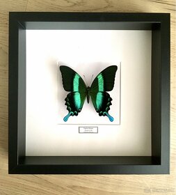 Vidlochvost Papilio blumei v ráme - 3