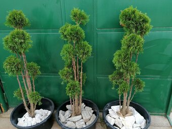 THUJE SMARAGD GOLD BONSAI 110-180cm - 3