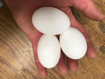 Leghorn - 3
