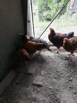 Predám "značkové" kohútiky - 3