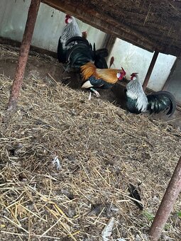 Predam AUSTRALOPKA,SASEX,BANTAMKA-oranzovokrka,brezova - 3