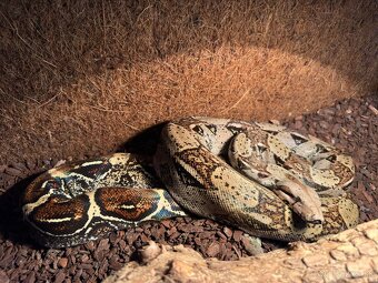 Velhad kralovský - 3