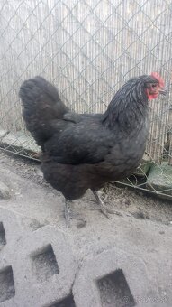 Predám australorpky - 3