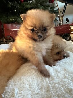 Pomeranian - 3