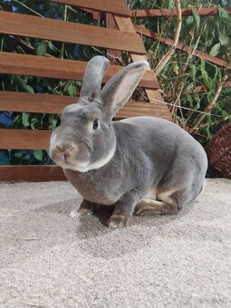 Predam kraliky Rex Ss - 3