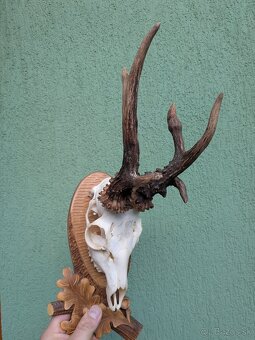 Zhody,parohy,parožie, trofej - 3