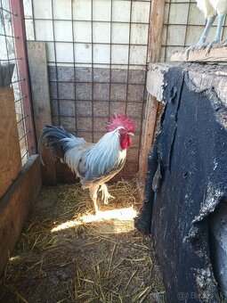 Kohút - vlaška perlovošedá - 3