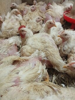 Predaj brojlerovych kurčiat - 3