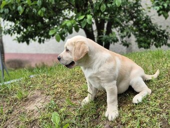 Labrador s PP - 3