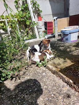 Jack Russel Terier šteniatka - 3