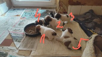 shi tzu, šicu, shitzu - 3
