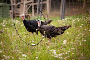 Morka divá , predám minuloročnú morku - 3