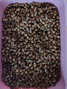 Palma Trachycarpus Fortunei - sadenice - 3