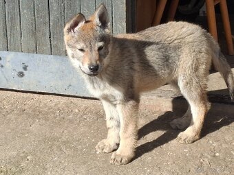 Československý vlčiak - 3