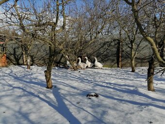 Slovenská bielá hus - 3