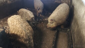 Mangalica, prasa , ošipaná. - 3