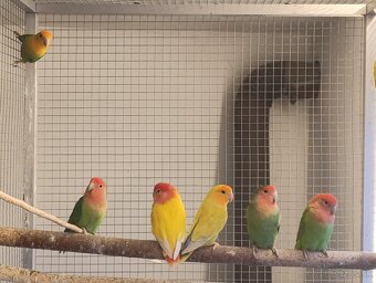 Agapornis ružovohrdlý. - 3