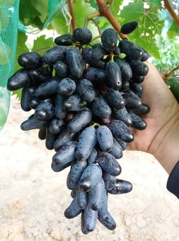 Predam sadenice vinica - 3