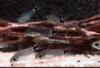Predam Panciernicek trpazlici - Corydoras Hastaus - 3