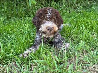 Lagotto romagnoli s PP - 3