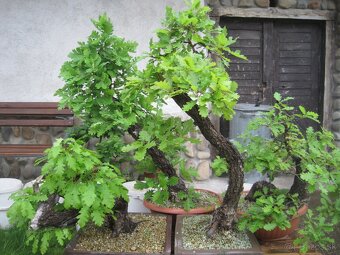 bonsai,bonsaj-DUB 2 - 3
