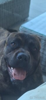 Cane corso - 3