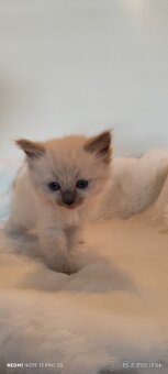 Ragdoll mačiatka - 3