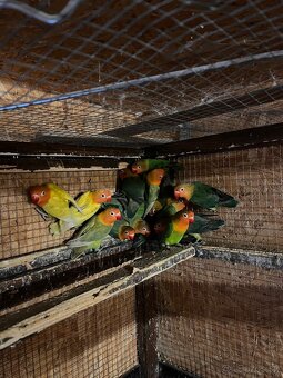 Agapornisy fisher - 3