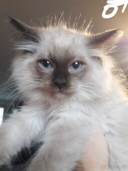 Mačiatka Ragdoll - 3