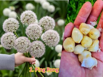 Okrasný cesnak 13 druhov od 0.15€ - 3