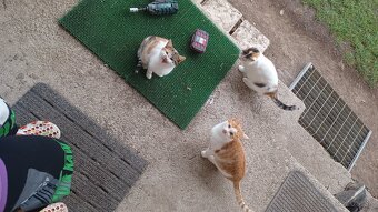 Darujem mačiatka - 3