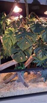 Terarium Repti Planet 90x45x90 - 3