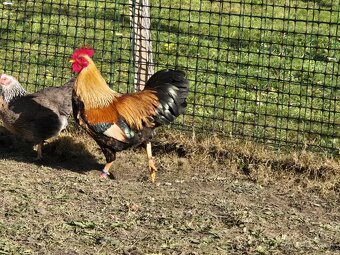 Zdrobnela velsumka - 3