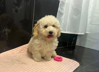 Maltipoo - 3