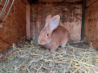 Burgundsky kralik - 3