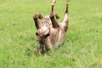 Appaloosa valach 2023 - 3