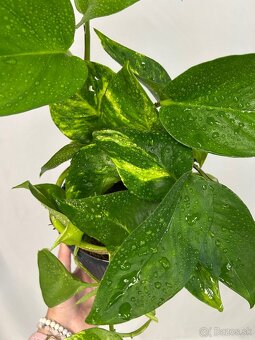 Epipremnum aureum ‚Hicolor‘ - 3