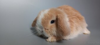Mini Lop - 3