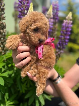 Toy poodle / Toy pudel - 3