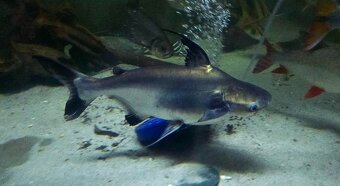 potamotrygon+Pangasius sanitwongsei - 3